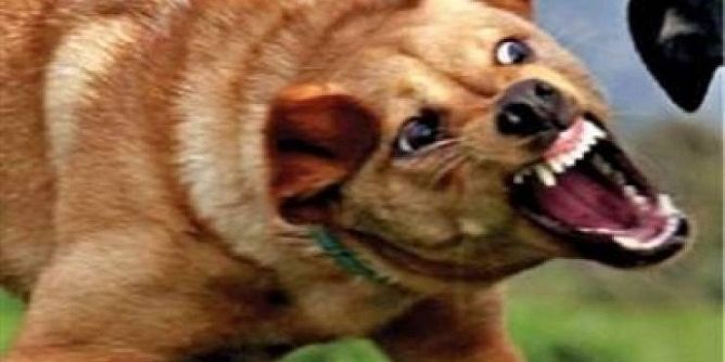 تفشي داء الكلاب في دالية الكرمل 