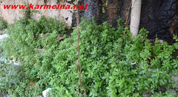 הורי התלמידים :הצילו את ילדינו 