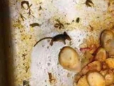 החיילים בבסיס עובדה חושפים: עכברים במטבח