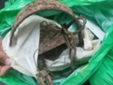 الرامة: اعتقال مشتبه (24 عاما) بصيد طيور وحيوانات برية محمية 